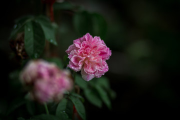 Obraz premium pink flower in the garden,rose