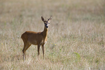 Naklejka na ściany i meble An European roe deer (Capreolus capreolus) standing in a grassfield looking curious