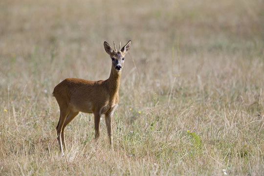 An European roe deer (Capreolus capreolus) standing in a grassfield looking curious