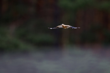 An adult Eurasian hoopoe (Upupa epops) flying in high speed with food its young in Germany Brandenburg.