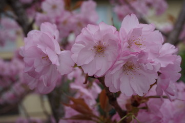 One of the symbols of Japanese culture is the sakura. Forming true pink corridors throughout Japan, the cherry blossoms mark the arrival of the most anticipated season of the year: spring