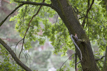 An adult Eurasian hoopoe (Upupa epops) perched in a forest on a branch ready to feed its young in...