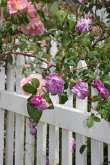 Flower roses on a fence purple pink 