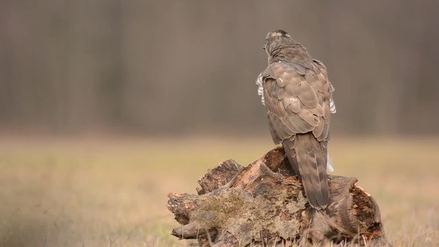 Northern goshawk (Accipiter gentilis)