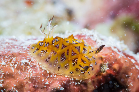 Apilas photos, images, assets Adobe Stock