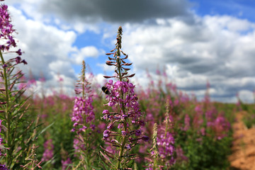 Beautiful field with flowers of Ivan Tea or Kipreya under a blue sky and white clouds on a summer day