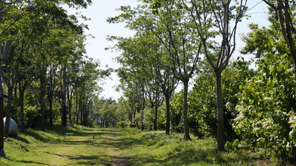 숲 속 걷기 편한 길