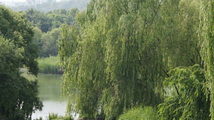 버드나무와 호수