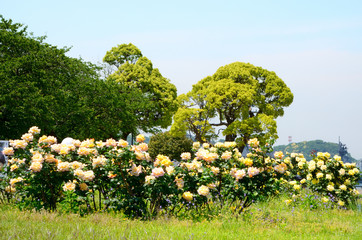 春の公園　神奈川県横須賀市ヴェルニー公園の風景