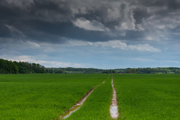 Wet wheat field after heavy rain.