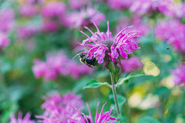 Pink monarda flower in a field with bees