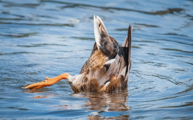 Ente kopfüber im Wasser