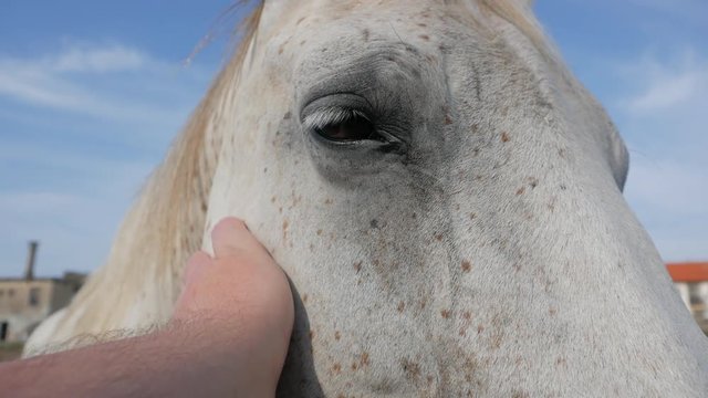 Hand stroking a white horse, first person perspective POV