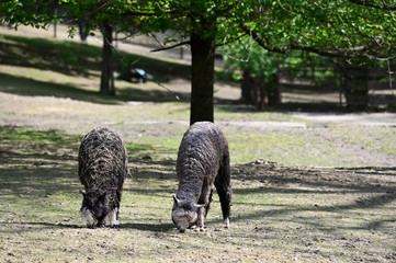 Two lamas in an outdoor paddock.