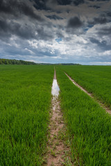 Wet wheat field after heavy rain.