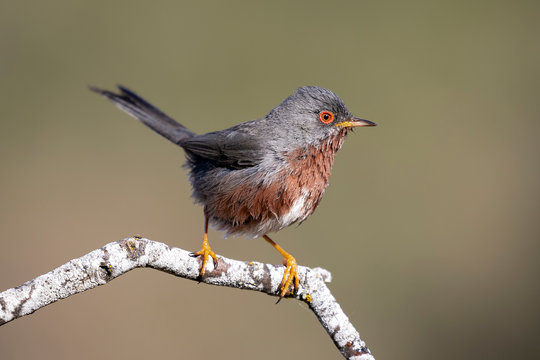 Dartford warbler, (Sylvia undata), perched on a branch of a tree. Spain