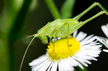 Green grashopper (Tettigonia viridissima) sitting on flower