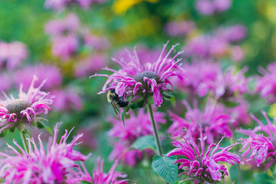 Pink monarda flower in a field with bees