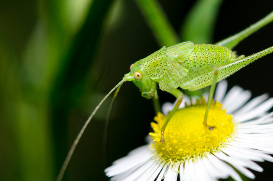 Green grashopper (Tettigonia viridissima) sitting on flower