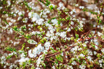 Spring blooming shrub with many white Bridalwreath spiraea flowers, general view. Close up of Meadowsweet, double White May or May Bush. Trendy colored beautiful pring flowers
