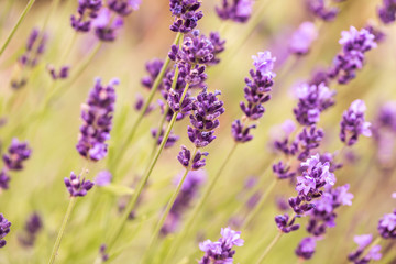 Obraz premium Close up Bushes of lavender purple aromatic flowers at lavender field in summer