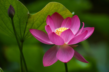 Fototapeta premium 蓮の花