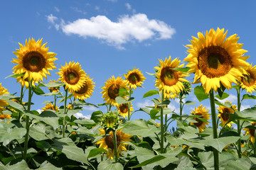 sunflowers and blue sky white clouds