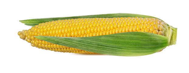 Corn isolated on white background