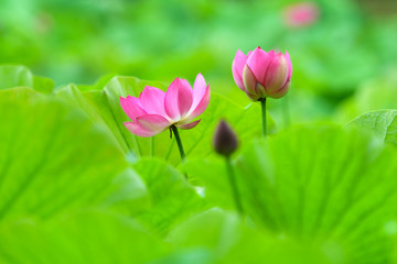 Obraz premium 蓮の花