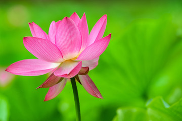 Fototapeta premium 蓮の花
