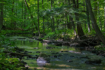 Fototapeta na wymiar A running brook or creek in the woods in the summer