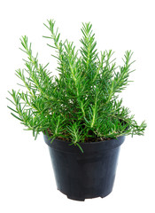 Isolated potted rosemary herbs