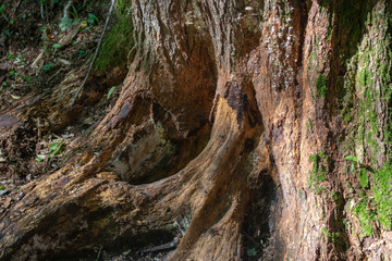 close up of big tree roots with moss on a summers day