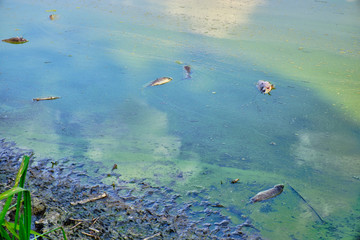 Dead fish in the waste lake of urban park. Environmental problems, environmental pollution.