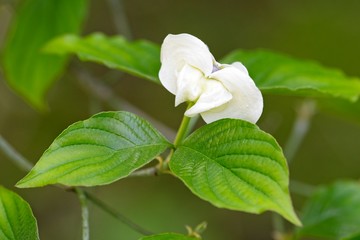 White flower with two  leaves,