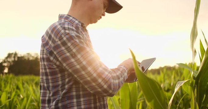 A farmer in his cornfield examines his crops with a digital tablet at sunset.