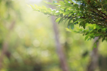 Sunlight blurred green leaf nature in garden background.