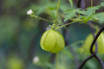 balloon vine plant or love in a puff  climbing on the wired fence, showing balloon-like fruits. scientific name is cardiospermum halicacabum