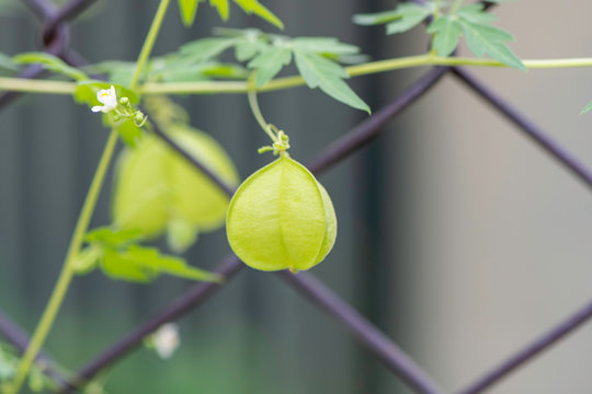 balloon vine plant or love in a puff  climbing on the wired fence, showing balloon-like fruits. scientific name is cardiospermum halicacabum