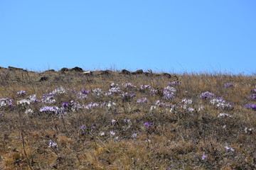 Near the Uybat river.Khakassia.