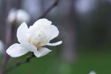 Fototapeta premium Kwitnąca magnolia dla wygaszacza ekranu lub tła. Natura.