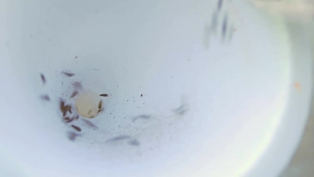 pouring seeds into a funnel
