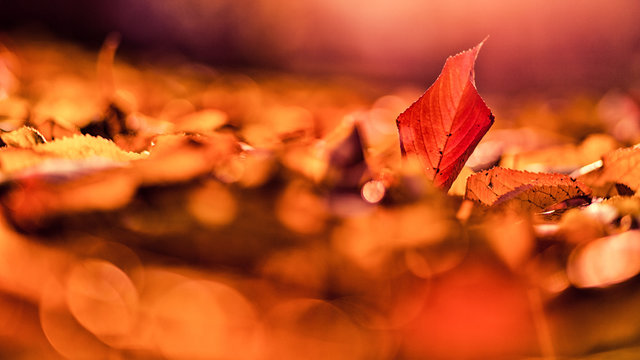 Feuillage d'automne dans le jardin, le cerisier perd ses feuilles