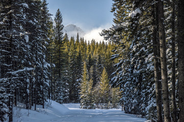 Light at the end of the trail, winter warmth from the sun