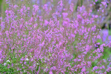 Fototapeta premium Sommerwiese9