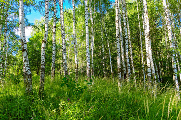 green birch forest on a sunny summer day