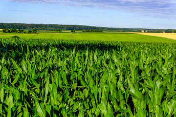 Corn field in front of blue sky