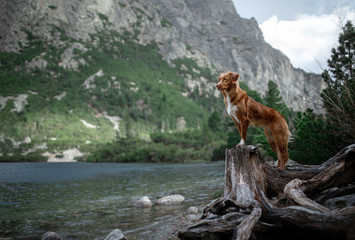 Nova Scotia Duck Tolling Retriever red dog on a mountain lake. Travel and hike with a pet.