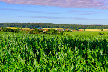 Corn field in front of blue sky