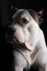 A beautiful old American Staffordshire Terrier poses for a portrait, isolated against a black background